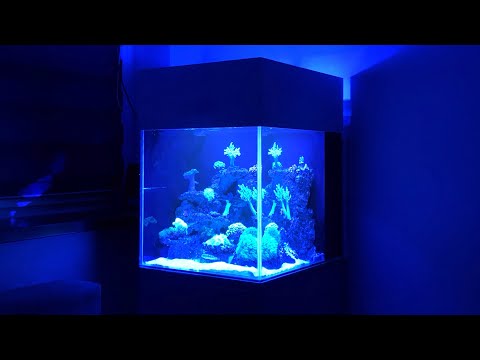 266. Marine aquarium and crown construction.