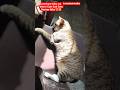 Cat Short Video Cat Short Cute Cat Cats Desiree Alba Shorts Cat Catsdesireealba