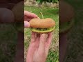 Kiwi Shell Kiwi Fruit Opening Kiwis Shorts