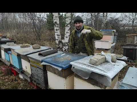 Пчеловодство.Ревизия семей и отводков в ноябре перед зимовкой.Исправление касяков в клубах. #Пчелы