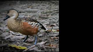 Download lagu Suara Pikat belibis mp3 Download lagu Suara Pikat belibis mp3