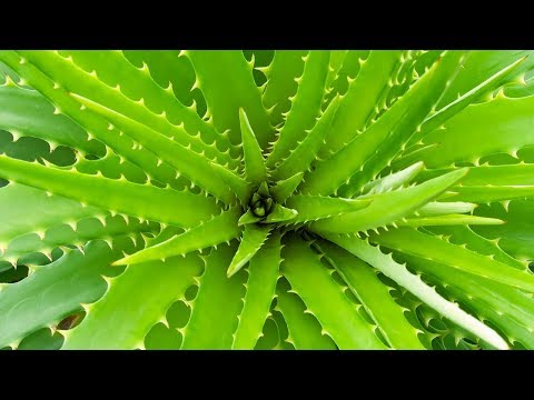 9 Pflanzen, die auch nachts Sauerstoff abgeben!