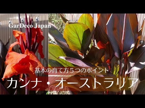 カンナの越冬: 寒い季節をこうして生き抜く 植物