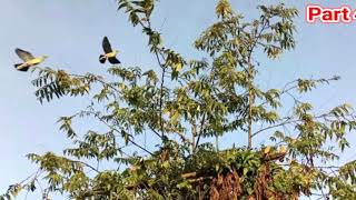 Download lagu suara pikat burung punai ramai mau tidur mp3