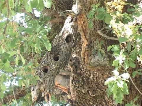 ZAPIS O SELU VLAHINJA