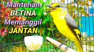 Download lagu Mantenan betina gacor memanggil jantan untuk pancingan burung mantenan bahan dan macet bunyi mp3 Download lagu Mantenan betina gacor memanggil jantan untuk pancingan burung mantenan bahan dan macet bunyi mp3