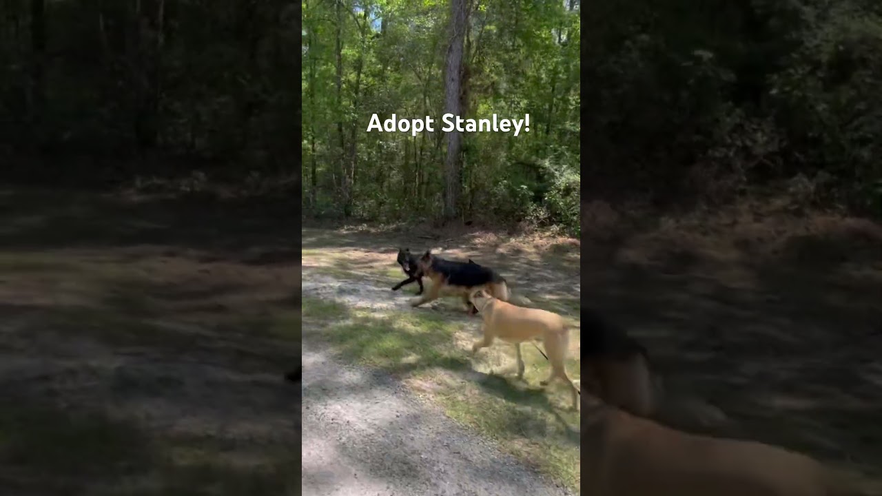 Enlarge STANLEY , a ADOPTABLE mixed breed in Defuniak Springs , FL video 5/5