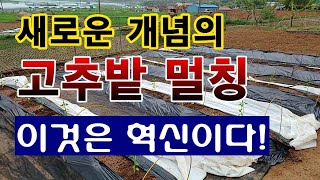 [텃밭농부.1,005]  신 개념의 고추밭 비닐멀칭 방법. 이것은 혁신이다!