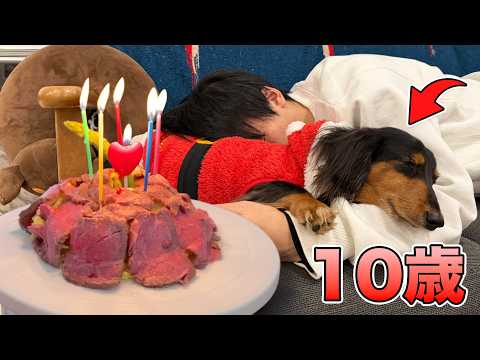 犬生初のお肉のケーキに興奮が止まらない犬【10歳】