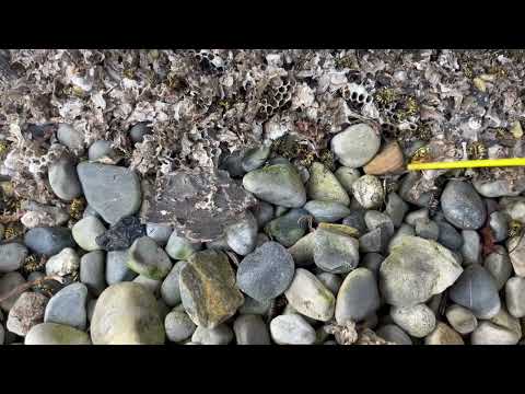 Found the Queen Yellow Jacket in Island Heights, NJ