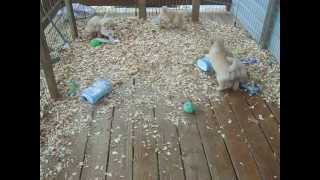 preview picture of video '4 1/2 Week Old Puppies at Play In Their Playpen'