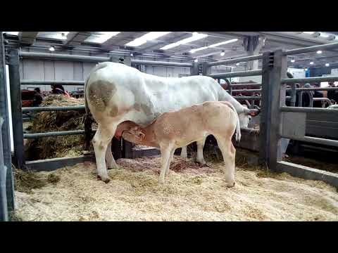 Mucca e vitellino Verona fiere