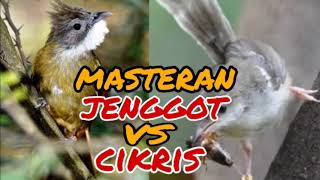 Download lagu masteran ciblek kristal vs cucak jenggot jernih mp3 Download lagu masteran ciblek kristal vs cucak jenggot jernih mp3
