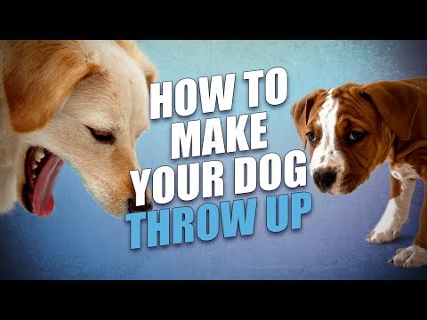 YouTube video about: What happens if a dog eats human vomit?