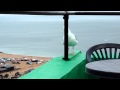 Cheeky Seagull Looking For Pastry