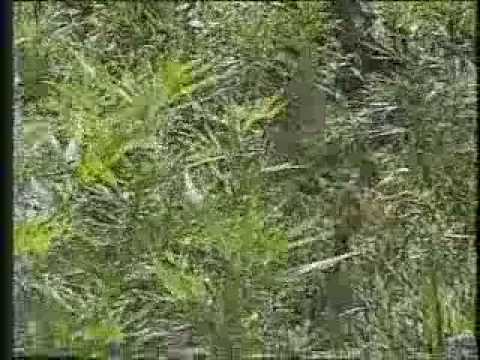 Junior Reid - John Law #Jamaica #Reggae