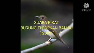 Download lagu SUARA PIKAT UNTUK BURUNG TLEDEKAN BAMBU ( SDRC ) AMPUHH ANTI ZONK ,,,,!!! PASTI LENGKET mp3 Download lagu SUARA PIKAT UNTUK BURUNG TLEDEKAN BAMBU ( SDRC ) AMPUHH ANTI ZONK ,,,,!!! PASTI LENGKET mp3