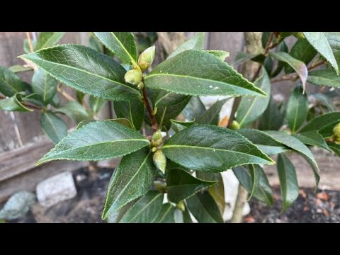 One Month After Tree Form Pruning, Camellia “Taylor's Perfection" -  October 2022