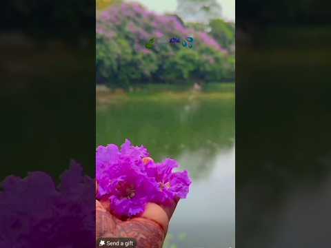 তুমি আমার বৃষ্টি হবে।।#whatsapp #megla #flowers