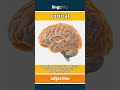 cortical - about the outer thinking... video thumbnail