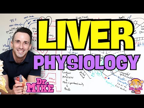 Liver Physiology