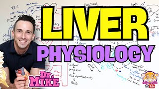 Liver Physiology