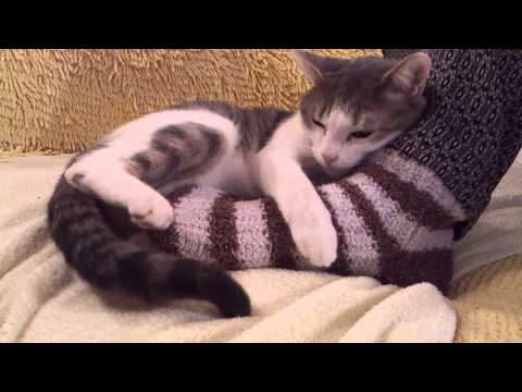 FUNNY CATS LINA & LUANA - LUANA