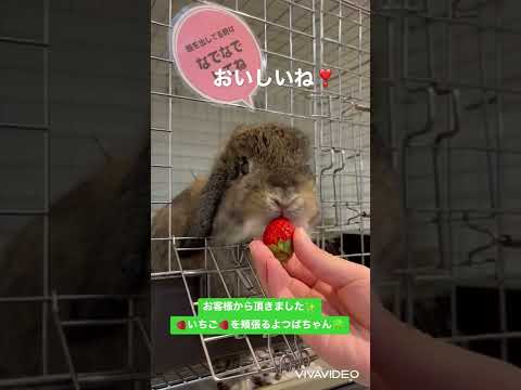 ウサギはイチゴを食べてもいいのでしょうか?