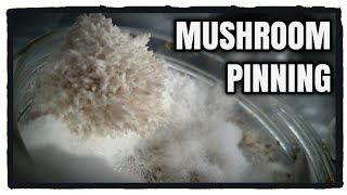Identify Pinning in Oyster Mushroom Fruiting