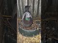 pigeon baby place clean  #pigeons  #pigeon