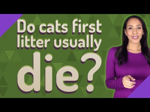 Do cats first litter usually die?