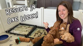Puppy Potty Training at 4 Weeks Old