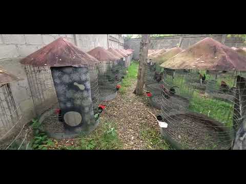 DAGOBERTO FERNÁNDEZ PART OF NATURAL LOCK.