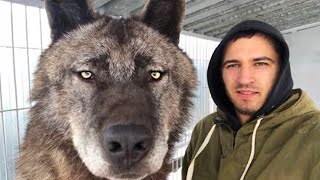 15 Largest Wolves You Won’t Believe Actually Exist