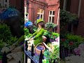 London S Flowers Festival In Chelsea Marveler Travel Asmr Shorts