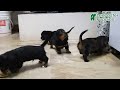 Miniature Dachshund dogs for sale: Kasey - Video 1
