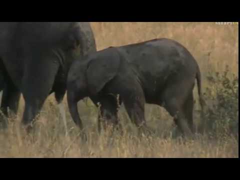 May 27, 2017- Sunset Elephants with Tristan - First Glimpse of Fang at end of Clip