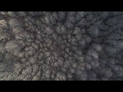 Rezident, Kate Morgan - Muse