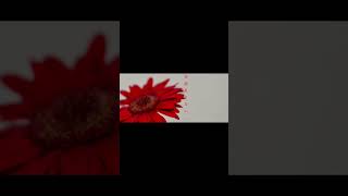 【#盗作】【#ヨルシカ】【#shorts】【#永久機関】  #盗作 #ヨルシカ  プロフよりYouTube fullへ飛べます！ #初音ミク #anime  #hatsunemiku