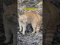 Go London Cat Song Catmemes Catlover