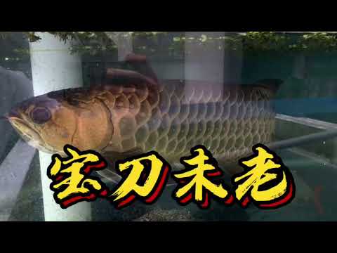 最高のロイヤルグレードのアロワナ魚 | Best Royal Grade Arowana Fish | Arowana Fish with Royal Colors #0023478