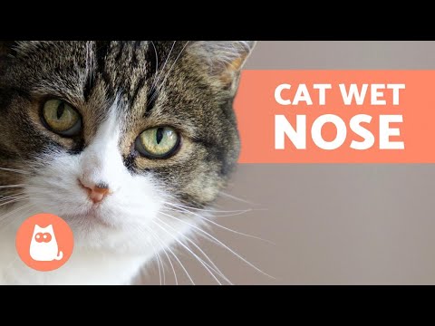 My CAT Has a WET NOSE 🐱💦 Is It Normal?