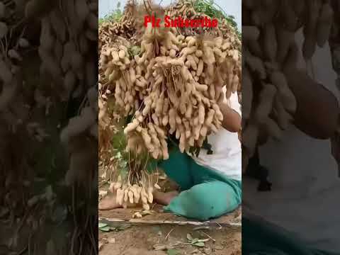 Peeling Peanuts🥜  #shorts #trending #groundnut #agriculture