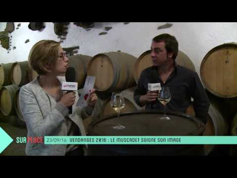 Sur Place aux vendanges (2/2) : le Muscadet soigne son image