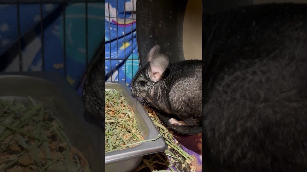Enlarge Abu M6450, a Adoptable Chinchilla in Princeton, MN video 6/6