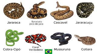 Cada Cobra Perigosa do Brasil Explicada em 6 Minutos