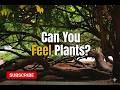 Timestamps and Chapters for Connecting with Plants and Trees Guide