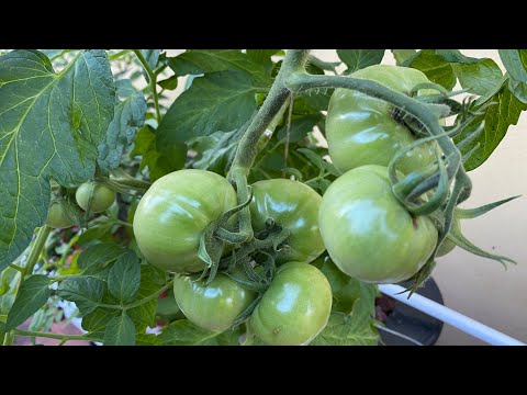 Dutch Bucket Tomatoes - Hydroponic 2020