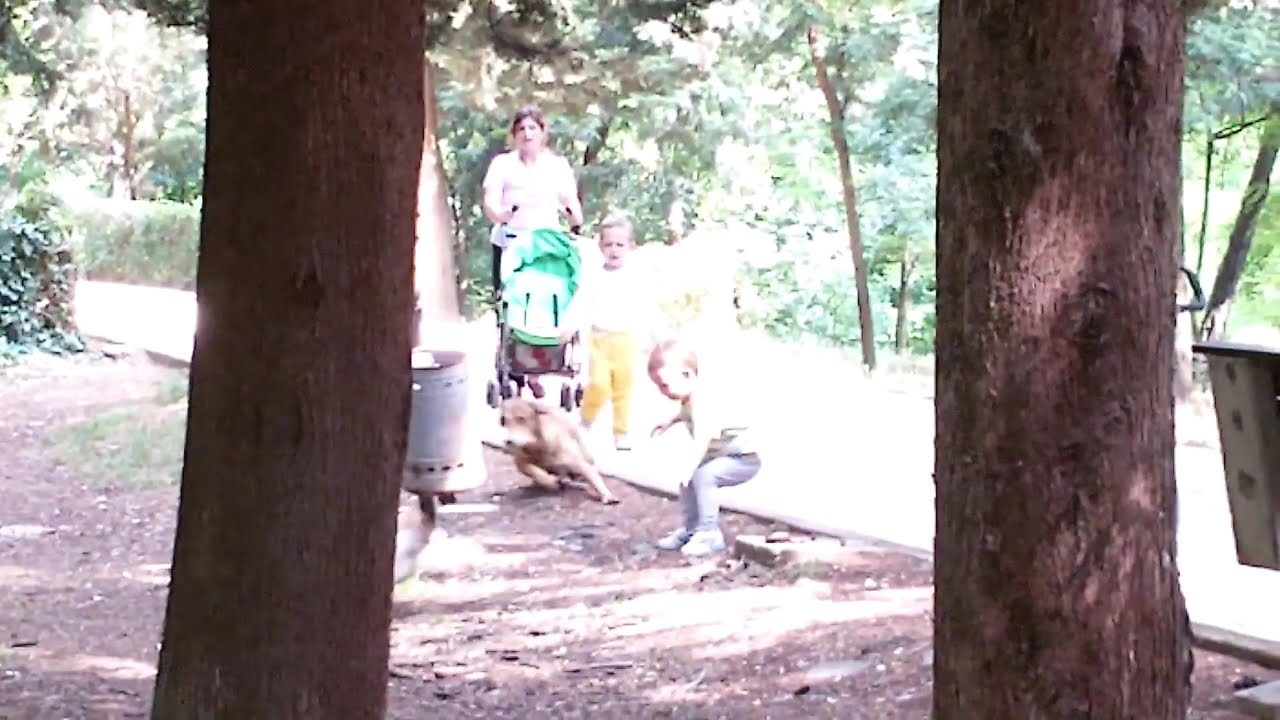 Angry Cats VS Dogs Funny Compilation 2017 !!!