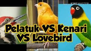 Download lagu KOMBINASI MASTERAN BURUNG PELATUK VS KENARI VS LOVEBIRD UNTUK MASTERAN MURAI BATU, KACER, CUCAK IJO mp3